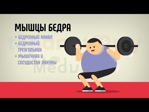 Видео: Мышцы бедра. Бедренный канал. Лакуны