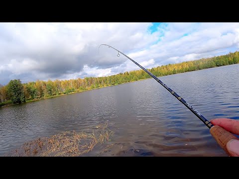 Видео: ЦВЕТ ПРИМАНКИ ИМЕЕТ ЗНАЧЕНИЕ! Рыбалка на спиннинг осенью! Ультралайт на деревенском пруду!