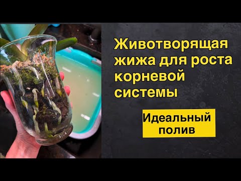 Видео: Стрим о поливе орхидей в разной посадке со споробактерином!