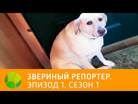 Видео: Звериный репортер. Эпизод 1. Сезон 1 | Живая Планета