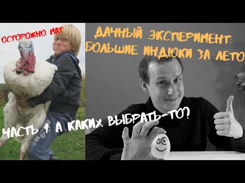 Видео: Выращивание бройлерных индюков на даче. Первый опыт. Видео 1: Интро и выбор породы. Хайбрид ковертер