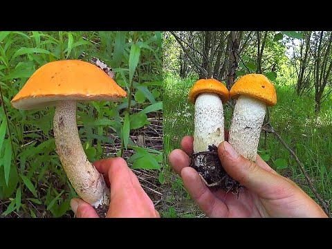 Видео: ДААА!!! ОНИ ПОШЛИ!!! БЛАГОРОДНЫЕ ПРУТ в заросшем поле! ГРИБЫ-БОЧОНКИ в ИЮНЕ 2023! Подосиновики ЕСТЬ!