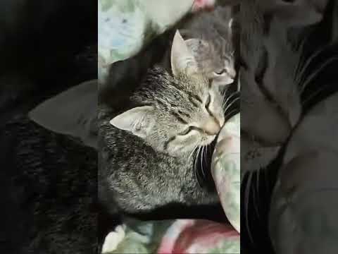 Видео: ДА, я люблю животных 💕💕💕,  НО - это уже  -  ПЕРЕБОР 😲