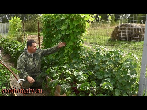 Видео: Совместные посадки плюсы и минусы