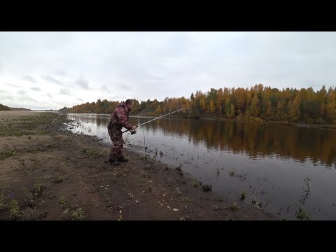 Видео: Рыбалка на ДОНКИ с берега на НАЛИМА разведка, октябрь 2021