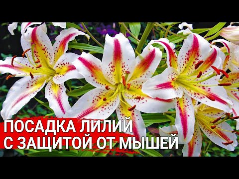 Видео: Посадка лилий с защитой от мышей