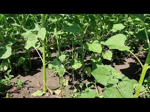 Видео: Пледж на подсолнечнике 2020 г