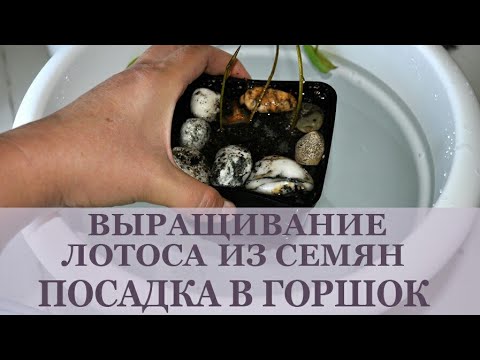 Видео: Выращивание лотоса из семян. Посадка в землю (горшок).