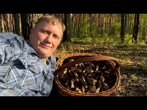 Видео: ВОТ ТЕПЕРЬ ОХОТА УДАЛАСЬ ! СМОРЧКИ КРАСАВЦЫ В ИЗУМРУДНОМ ЛЕСУ ! Грибы 2024 !