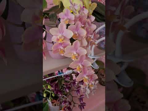 Видео: Домашнее цветение моих парфюмерных фабрик! Phal. Odorion🌸, Orange🌸, Dusty Belle🌺