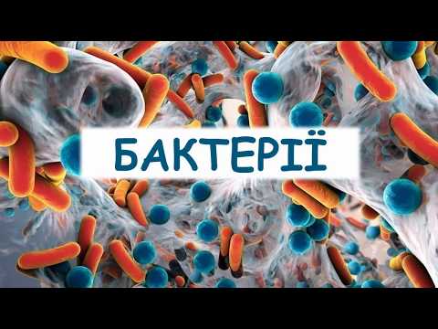 Видео: Бактерії. Будова та процеси життєдіяльності бактерій