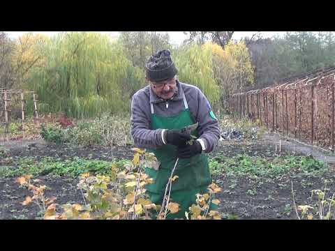 Видео: Правильная обрезка красной смородины - залог высокого урожая !