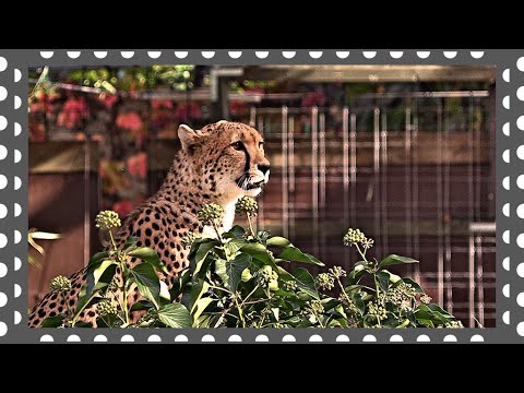 Видео: Венский зоопарк.  День1