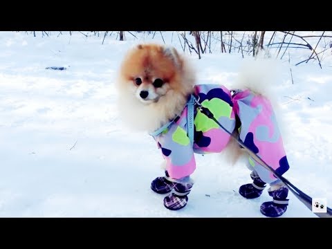 Видео: ШпИц В НОВЫХ БОТИНКАХ✔️ ДО  СЛЕЗ