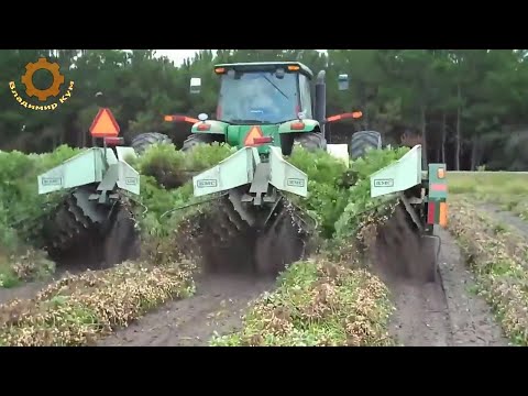 Видео: Как выращивают арахис в Америке