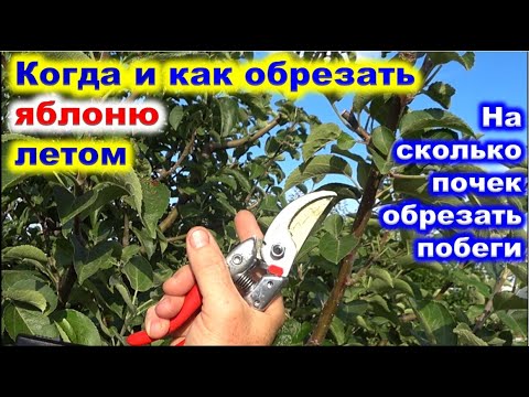 Видео: КАК и КОГДА ОБРЕЗАТЬ ЯБЛОНЮ летом. На сколько почек можно обрезать побег.