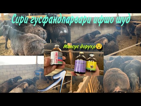 Видео: Сири гусфандпарвари дар соли 2025.Фойда ё зарар аст?Тарзи дуруст бони кардан.