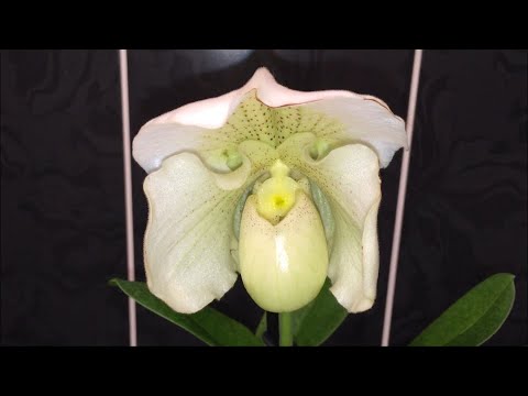 Видео: Две новых орхидеи ... Белая Леди затмила всё)))))))))))