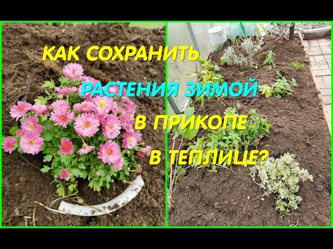 Видео: КАК СОХРАНИТЬ  растения в прикопе?  ГОРТЕНЗИИ, ФУКСИИ, РОЗЫ, клубнику