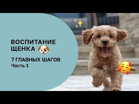 Видео: 7 ШАГОВ В ВОСПИТАНИИ ЩЕНКА, КОТОРЫЕ НЕЛЬЗЯ ПРОПУСТИТЬ. ЧАСТЬ 1