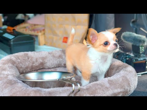 Видео: История о походе на машине с очень маленьким и драгоценным щенком