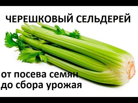 Видео: Черешковый сельдерей от посева семян до сбора урожая.