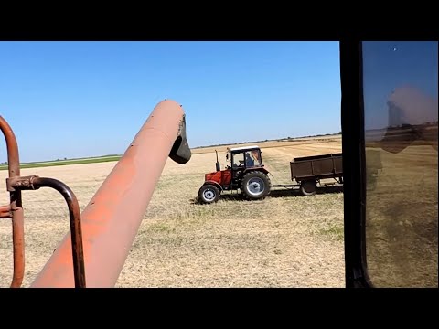 Видео: 🌾Уборка урожая Ячменя 2022