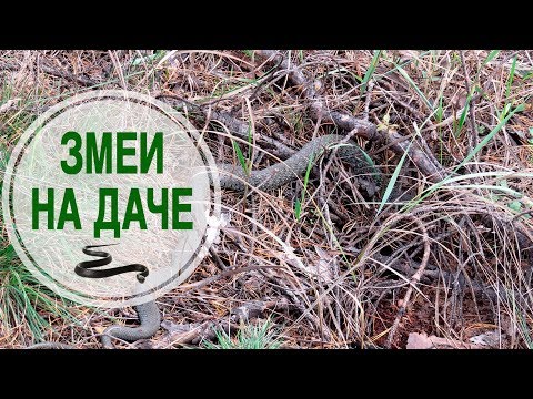 Видео: #Змеи на даче - как избавиться от змей на участке - борьба со змеями - @HITSAD-Decor