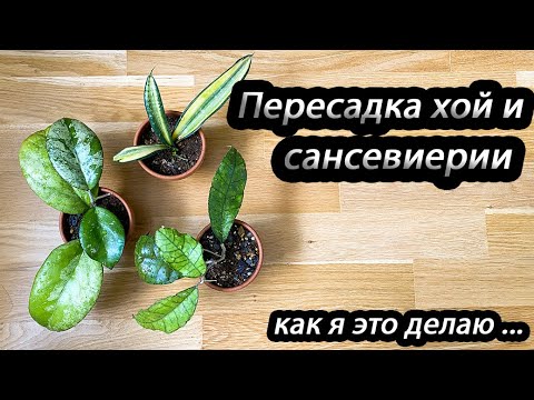 Видео: Пересадка хой и сансевиерии- как я это делаю...