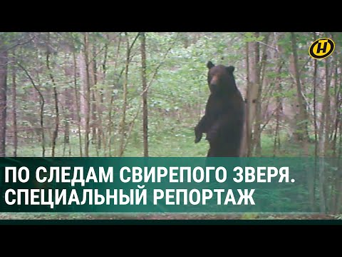 Видео: К медведю в берлогу БЕЗ ОРУЖИЯ?! Катастрофические последствия от встреч людей с дикими животными