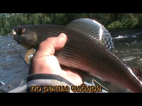 Видео: ПОРОГИ ХАРИУС Ч2