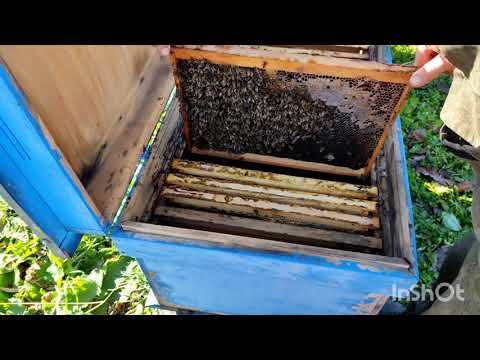 Видео: Проблемная семейка поздний расплод. Что нужно для хорошей зимовки пчел.