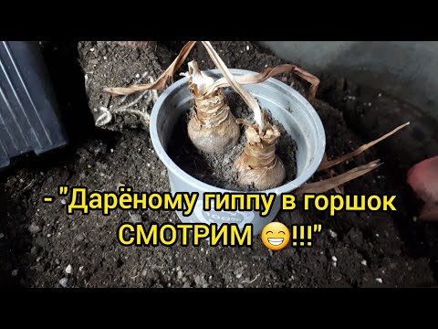 Видео: ГИППЕАСТРУМЫ. Покой: "полить нельзя сушить"??? Рассуждаем 🤔...(На примере)