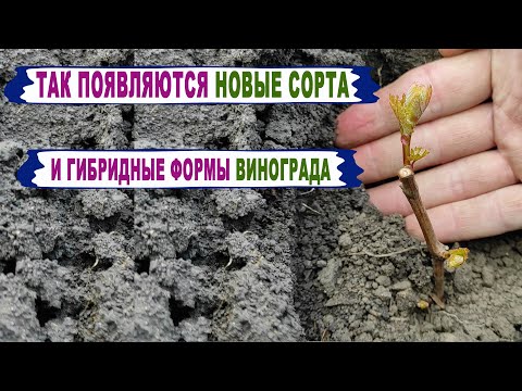 Видео: 🍇 Посадил ПЕРВЫЕ ГИБРИДНЫЕ СЕЯНЦЫ из семян/косточек. Приглашаю за НОВЫМИ ГФ винограда лет через 20!