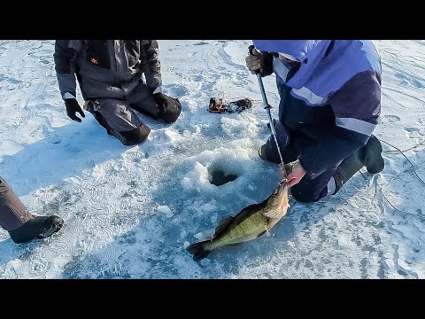 Видео: 5 ошибок новичка при ловле судака на вибы и ратлины зимой. Не делай эти ошибки и поймаешь!!!