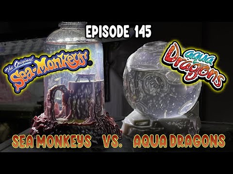 Видео: Морские обезьяны на Марсе против водных драконов в космосе (дни 1–30)