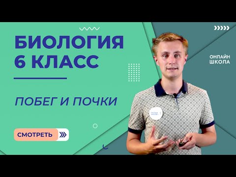 Видео: Побег и почки. Видеоурок 5. Биология 6 класс
