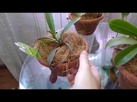 Видео: Непентесы, которые живут у меня). Мой уход и содержание.