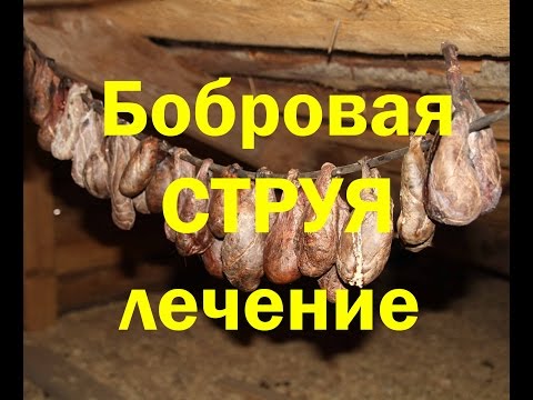 Видео: Бобровая струя. Приготовление настойки. Как правильно принимать. ПРОДАЕТСЯ!