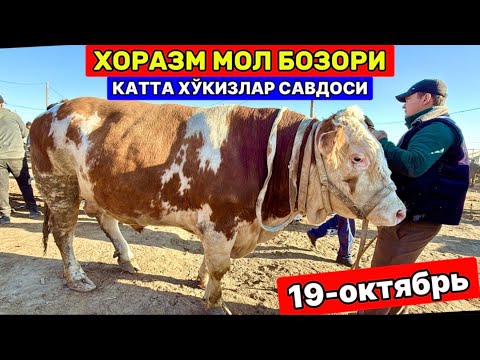 Видео: ХОРАЗМ КАТТА ХЎКИЗЛАР БОЗОРИ УРГАНЧ ҒОЙБУ 19-октября 2025 г.