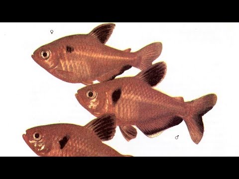 Видео: МИНОР / Hyphessobrycon callistus- Аквариумные тропические рыбы #25