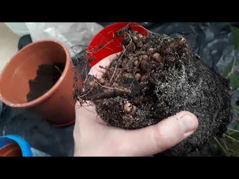 Видео: Фикус Бенджамина. Как пересадить? Как, сколько полить? Как укоренить?