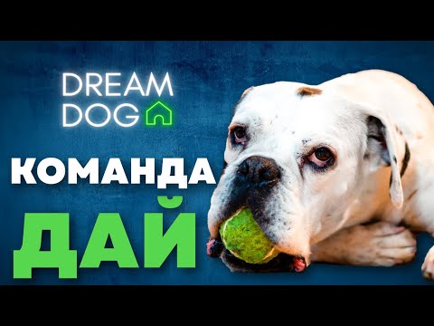 Видео: Команда Дай 🐶 Как научить собаку отдавать игрушку по команде