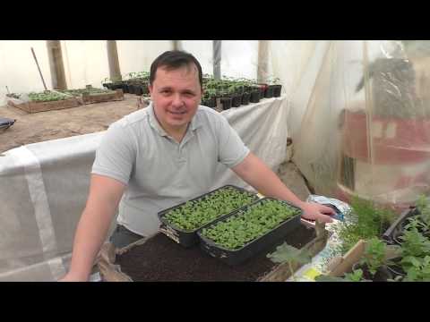 Видео: Выращиваете петунию?- обязательно сделайте с рассадой так!