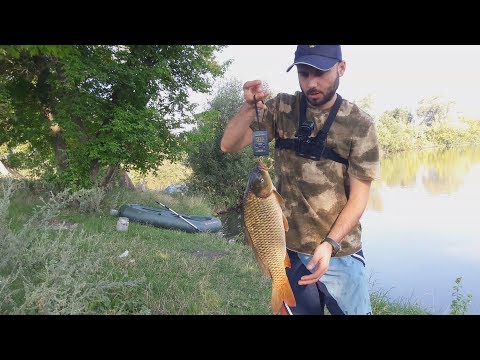 Видео: Маленький пруд с большими карпами. Ловля карпа на горох летом