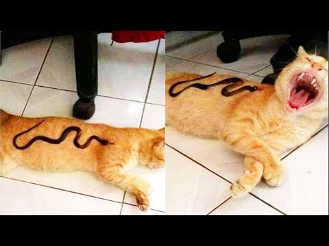 Видео: Я РЖАЛ ПОЛЧАСА / ПРИКОЛЫ С КОТАМИ И ДРУГИМИ ЖИВОТНЫМИ