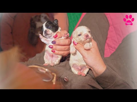 Видео: Чихуахуа щенки открыли глаза! Все шоу перспектива! Кто останется в питомнике?