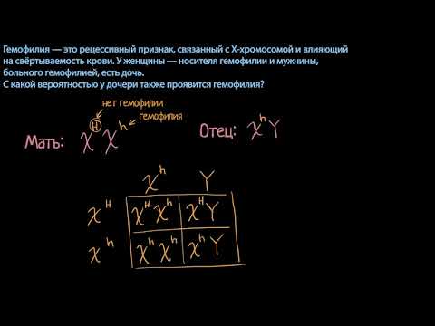 Видео: Пример  с решеткой Пеннета и вероятность гемофилии (видео 6) | Классическая генетика | Биология