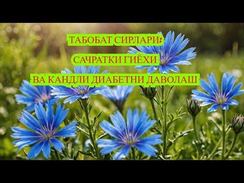 Видео: САЧРАТКИ ГИЁХИ ВА ДИАБЕТНИ ДАВОЛАШ / ДИАБЕТ ВА ДИЕТА / ДИАБЕТНИ ДАВОЛАШ / 974343536 - ТЕЛЕГРАМ
