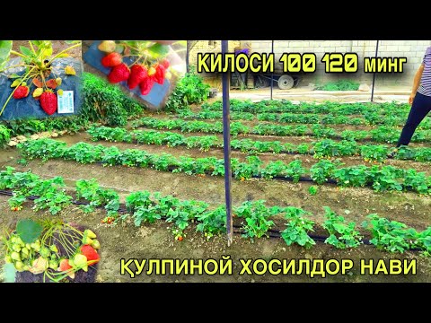 Видео: КУЛИПНАЙ ЕТИШТИРИШ ВА ДАРОМАД КИЛИШ АВГУСТ ОЙИДА ХОСИЛ БЕРУВЧИ ҚУЛПИНОЙ ХАҚИДА МАЛУМОТ QULPINOY